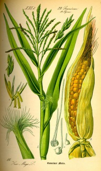 Maisbart bio